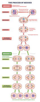 Meiosis process brief diagram shows cell division stages, chromosomes pairing and separation with spindle fibers, leading to four haploid daughter cells. Outline diagram
