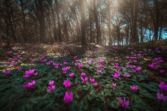 Wild Cyclamen Flowers in Cecina Pine Forest, Tuscany