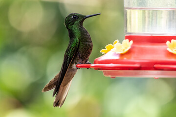 Fototapeta premium Hummingbird at a feeder in Cocora valley, Colombia