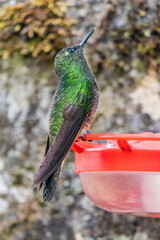 Fototapeta premium Hummingbird at a feeder in Cocora valley, Colombia