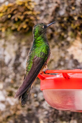 Fototapeta premium Hummingbird at a feeder in Cocora valley, Colombia