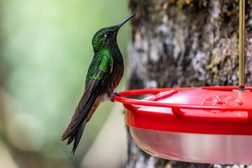 Fototapeta premium Hummingbird at a feeder in Cocora valley, Colombia