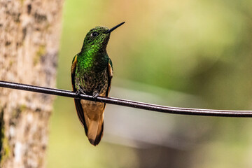 Fototapeta premium Hummingbird in Cocora valley, Colombia
