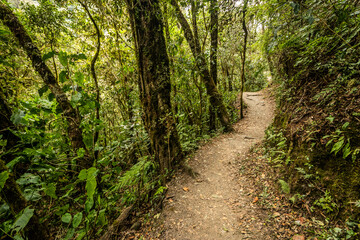 Fototapeta premium Hiking trail in Cocora valley, Colombia