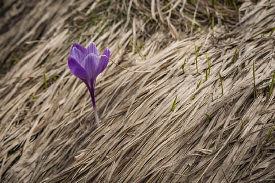 I bellissimi crocus selvatici in montagna tra erba e neve