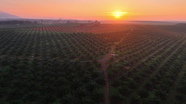 Sunset bathes rows of fruit trees in golden light