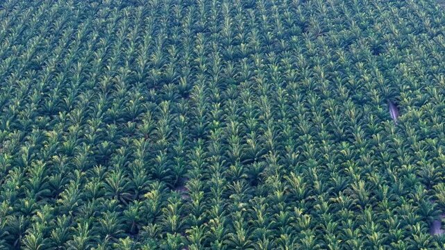 Aerial Drone View of Tangkak Palm Plantation Rows