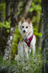 Cagnolino nel bosco ad aprile © PgP