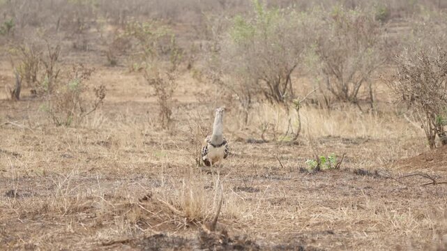 A kori bustard (Ardeotis kori) turns around in dry scrubland as wind ruffles its feathers in Kruger National Park, South Africa. Slow motion wildlife footage, dry season.