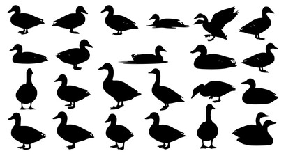 Duck and goose silhouette icon set with waterfowl birds in various poses vector collection © MdArif