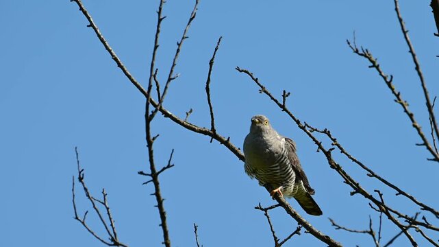a common cuckoo (cuculus canorus) perched on a bare branch against a clear blue sky, calling repeatedly with its characteristic sound while bobbing its head and tail.