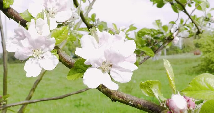4K macro video panning across delicate white and pink apple blossoms with a small insect on the petals.