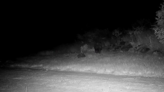Rare night footage of brown hyena scent marking territory on camera trap