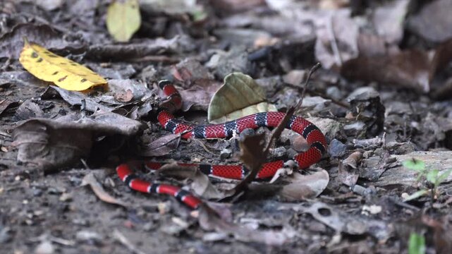 Wild rare poisonous dangerous Bolivian Coralsnake in tropical South American rainforest jungle2