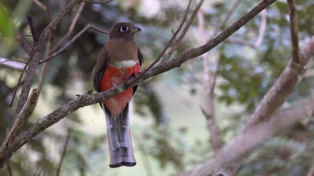 Close-up red colorful Collared Trogon tropical bird in the rainforest jungle trees