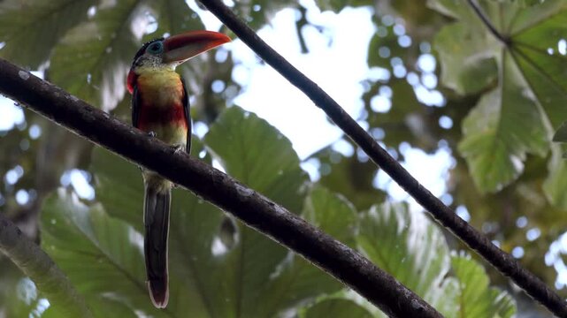 Bird wild colorful tropical exotic Curl-crested Aracari toucan in rainforest jungle long beak2