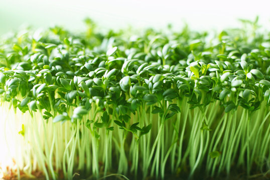Closeup of fresh green garden cress sprouts growing indoors