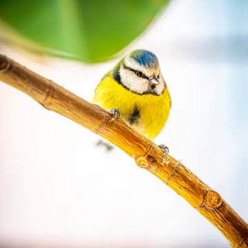 Blue tit perched on a branch in Hesse Germany