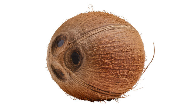 Rough brown Coconut with fibrous husk and dark eye holes