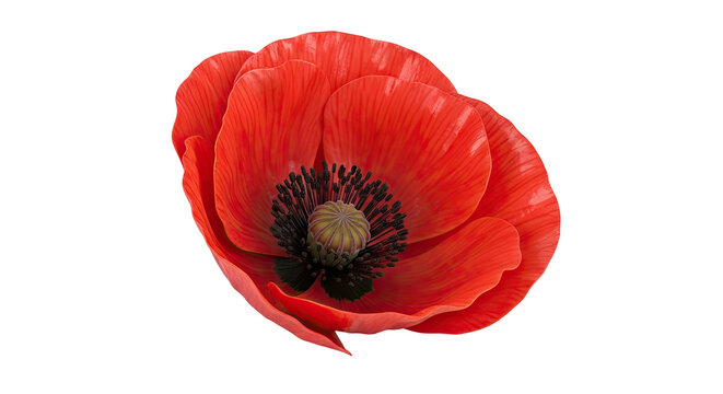 Close-up of a vibrant red poppy flower
