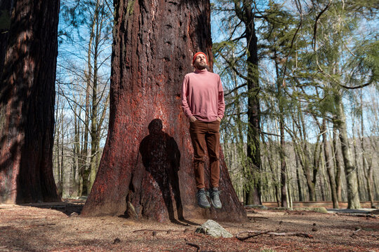 Man levitating in front of giant sequoia tree in tranquil forest