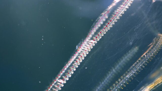 Detailed camera scan of a ctenophore's internal organs and tissues against sunlight