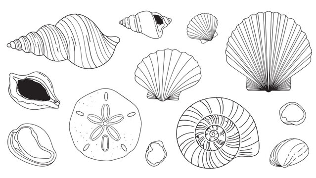 Collection of Various Seashells and Marine Shells for Beach and Ocean Themes.