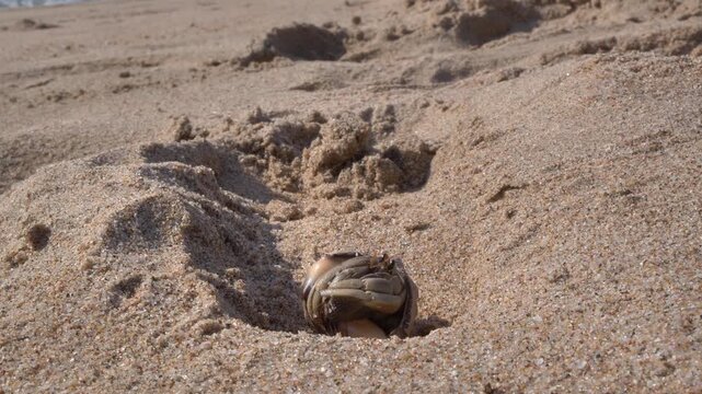 A detailed, close-up view of a hermit crab emerging cautiously from its borrowed shell, its two pairs of antennae actively scanning the surrounding environment on a sunny day at the beach.