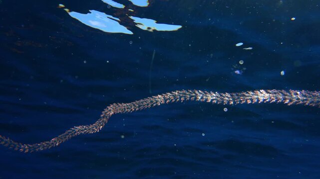 Camera pans along a very long siphonophore colony in open ocean