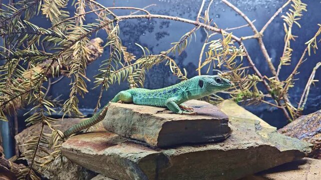 Close up of lizard on rock making subtle head movement in terrarium