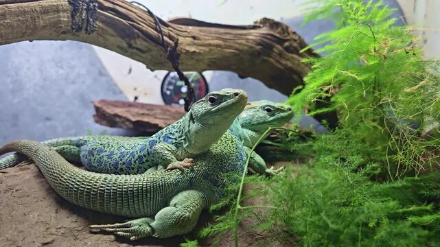 Close up of two lizards resting alert in terrarium with plants moving