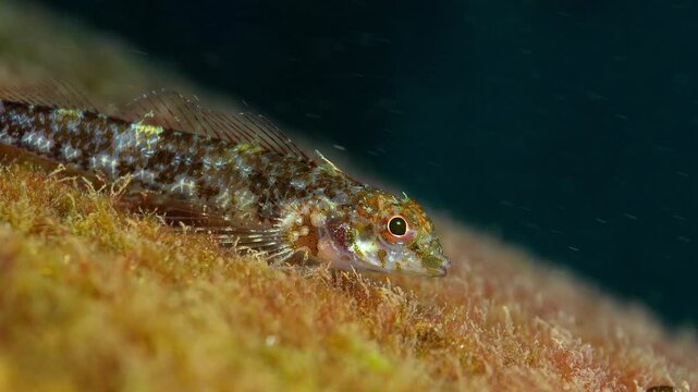 Tripterygion delaisi resting on a metallic structure in a port