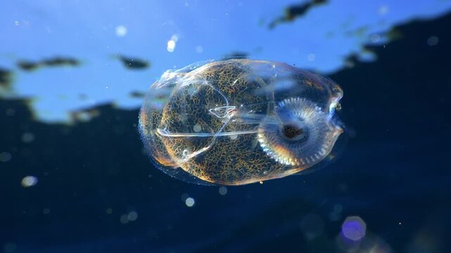 Close up of a solitary salp opening its mouth to filter plankton