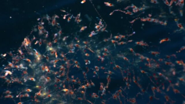 Detailed view of Forskalia tholoides colony with sunbeams and focus shift