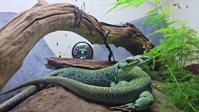 Close up of two lizards resting together in terrarium with intertwined tails