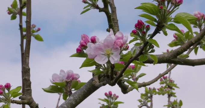 4K video of delicate pink apple blossom buds and an open flower swaying in the spring breeze.