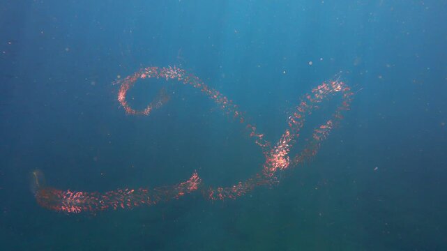 Long bioluminescent siphonophore colony swimming in open ocean water