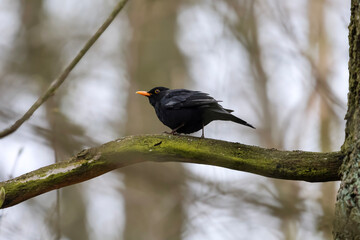 Fototapeta premium A blackbird with an orange beak perches on a mossy branch in the forest
