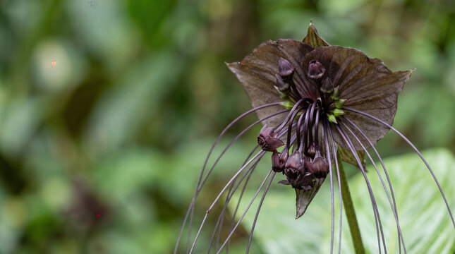 Extreme macro of the rare Black Bat Flower (Tacca chantrieri) with long whiskers and wide copy space