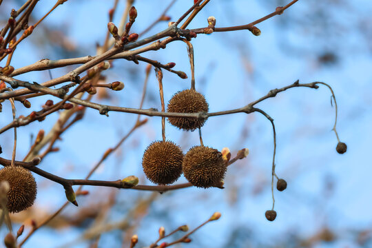 Close-up of sycamore tree seed balls hanging from bare branches against a blue sky