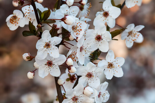 Delicate white cherry blossoms bloom on a dark branch in soft natural light