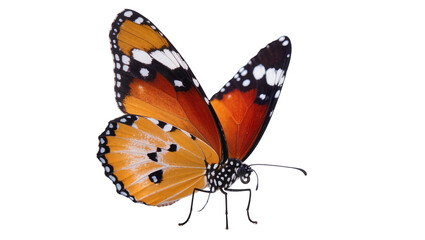 Orange black patterned butterfly with delicate wings and slender legs © Aino
