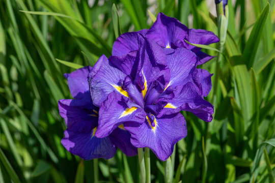 Close up of a purple iris flower in bloom