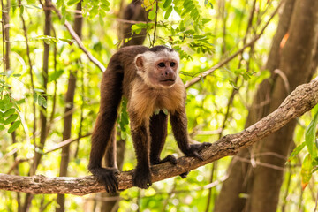 Fototapeta premium Capuchin monkey in Tayrona National Natural Park, Colombia