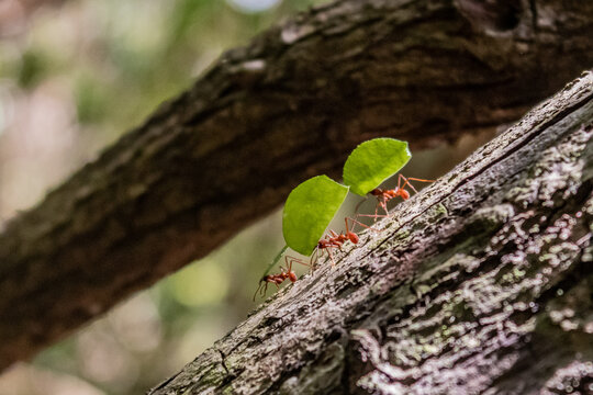 Leafcutter ants in Tayrona National Natural Park, Colombia