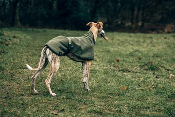 Fototapeten Fallen Elegant Whippet Dog in Green Coat Walking Through Moody Woodland Forest Path – Atmospheric Autumn Nature Scene, Shallow Depth of Field, Cinematic Pet Portrait Photography  © miketea88