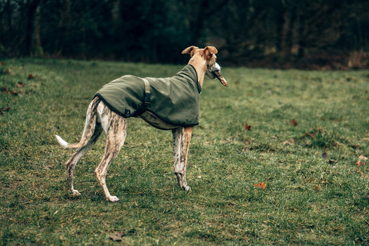 Elegant Whippet Dog in Green Coat Walking Through Moody Woodland Forest Path &ndash; Atmospheric Autumn Nature Scene, Shallow Depth of Field, Cinematic Pet Portrait Photography