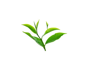 Naklejka premium Fresh green tea leaves on a white background.