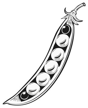 Illustration of a split pea pod revealing fresh peas, monochrome design