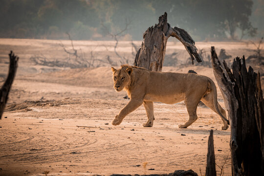 Lion walking across dry riverbed in North Luangwa Zambia